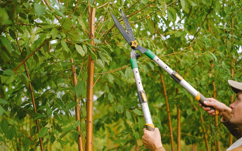 Tree trimming in Stroh, IN