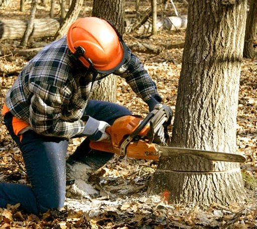 Tree Removal in Stroh, IN